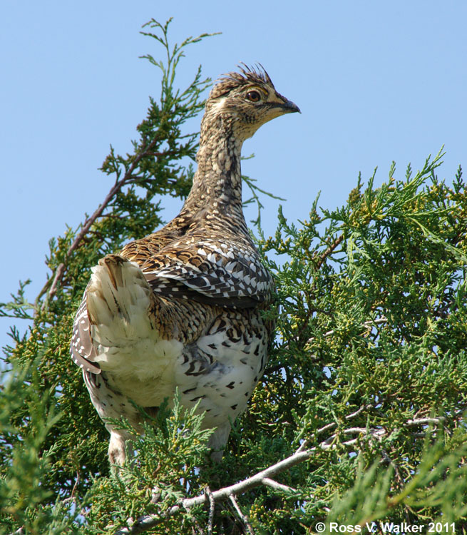 Sharp Tailed Grouse Little Bighorn National Monument Montana