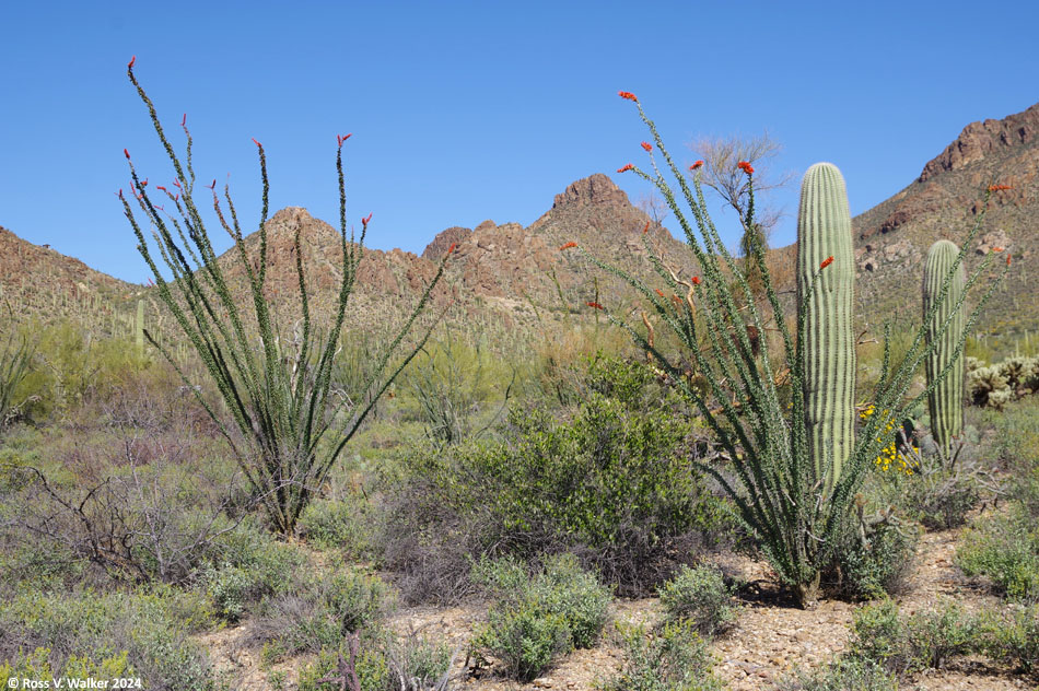 Ocotillo and saguaro, Tucson Mountain Park, Arizona