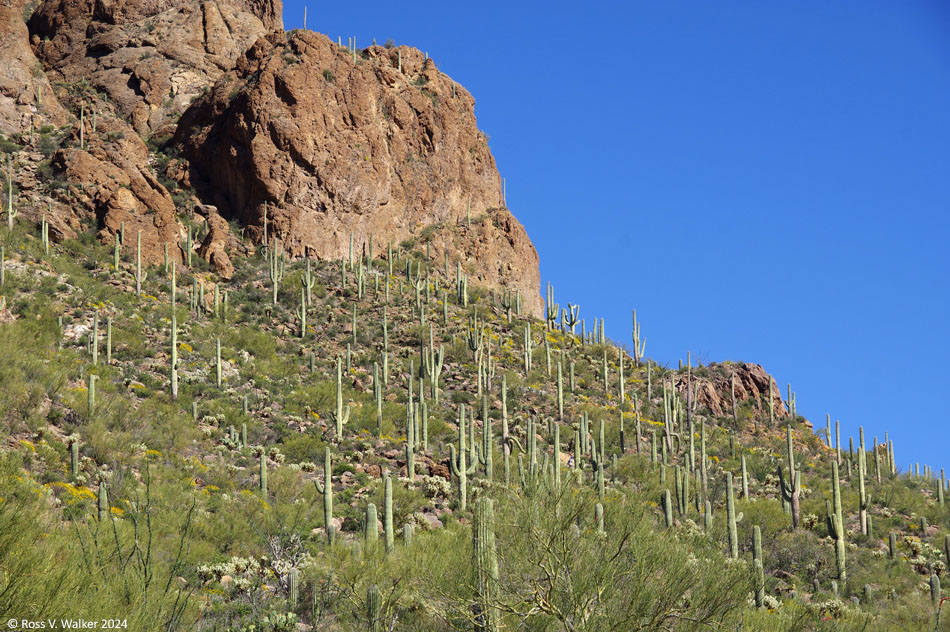 Saguaro cactus on a hillside in Tucson Mountain Park, Arizona