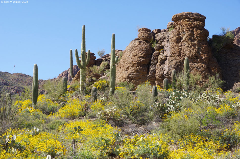 Brittlebush in bloom at Tucson Mountain Park, Arizona