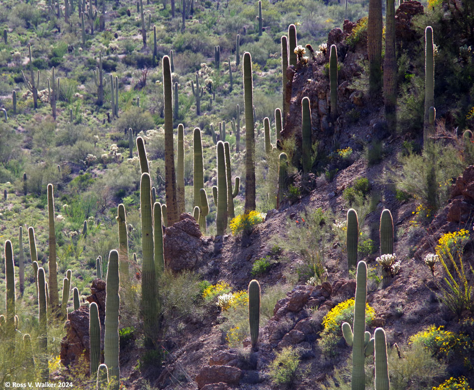 Saguaro cactus on a steep slope at Tucson Mountain Park, Arizona