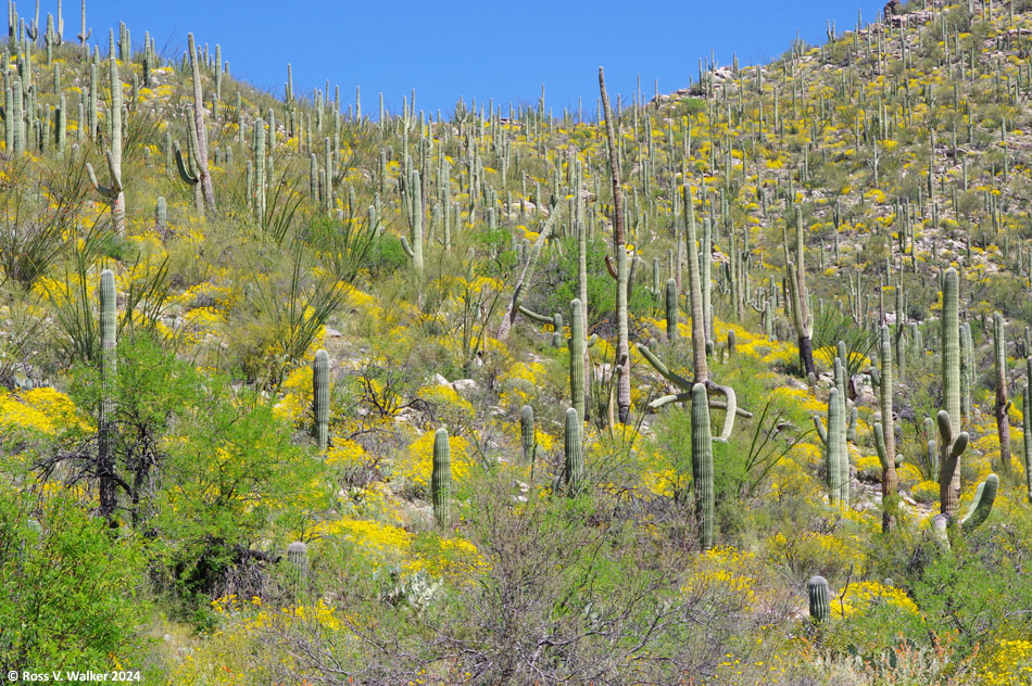 Brittlebush blooming in a saguaro forest, Mt Lemmon, Arizona