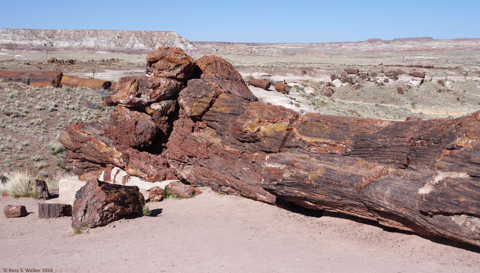 Old Faithful, on the Giant Logs trail, Petrified Forest National Park, Arizona