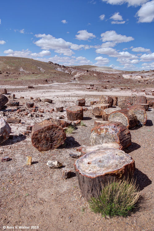 Sections of petrified logs along Crystal Forest Loop, Petrified Forest National Park, Arizona