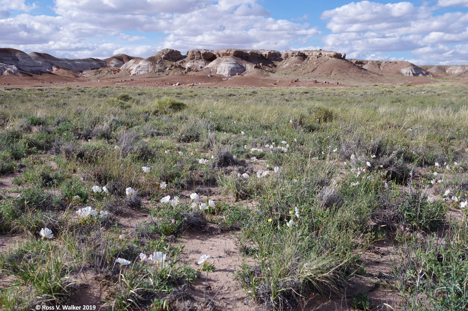 Evening Primroses blossom in the desert at Petrified Forest National Park, Arizona