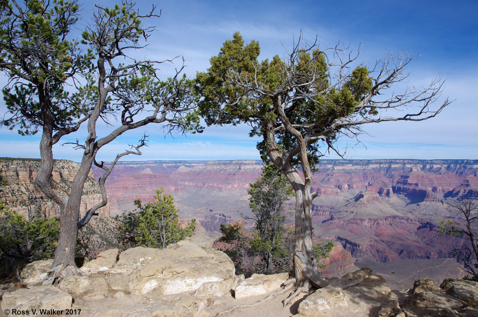 Trees on the south rim at Hermit's Rest, Grand Canyon, Arizona