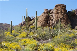 Tucson brittlebush and saguaro