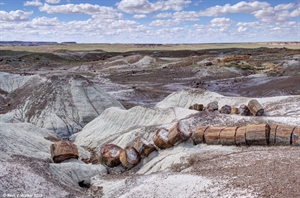 Petrified log sections