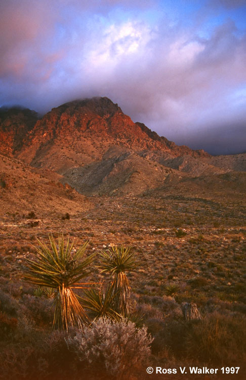 Daybreak at Providence Mountains State Recreation Area, California