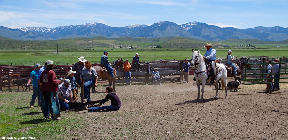 Branding day at the Bartschi ranch, Nounan, Idaho