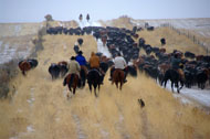 This cattle drive moved cows from Banks Valley to the Hunzeker Ranch near Montpelier, Idaho in 2009.