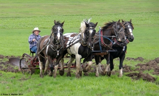 Four horse plow