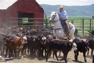 Calf roper, Nounan, Idaho