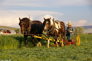 Horse-drawn mower