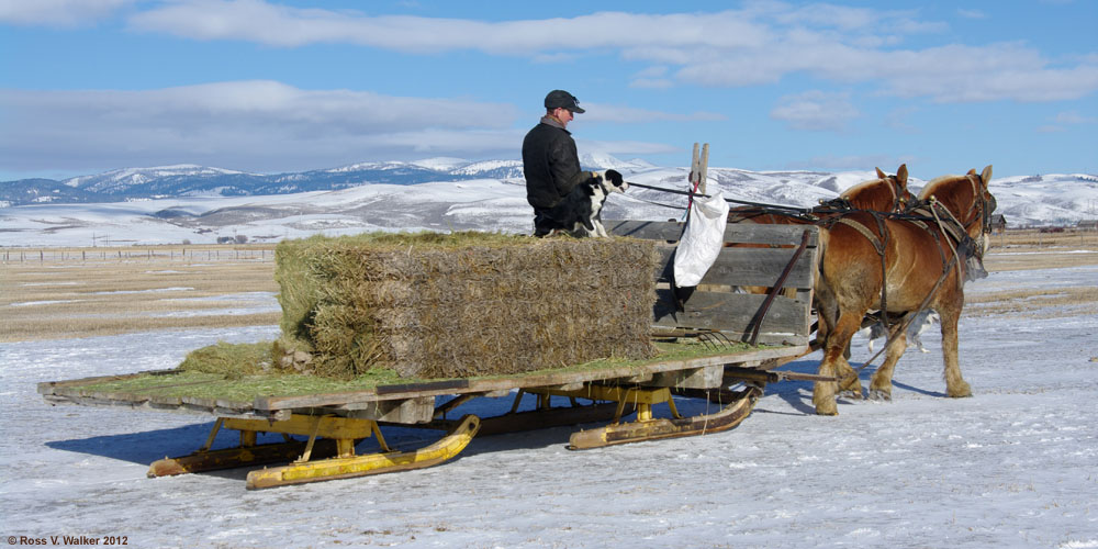 Feeding cattle in winter using a horsedrawn sleigh, Montpelier, Idaho