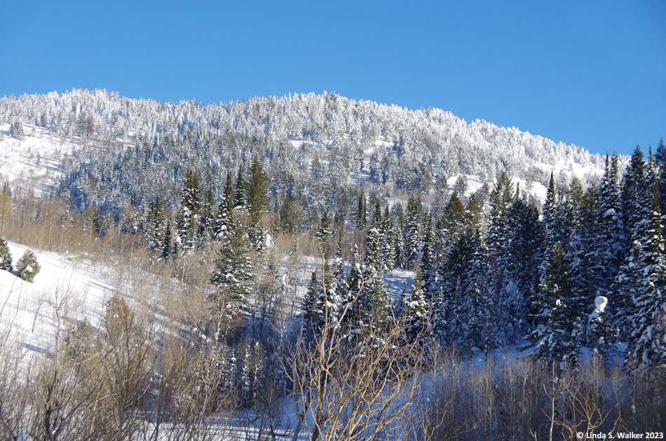 New snow covers the trees above the west slope of Emigration Canyon, Idaho