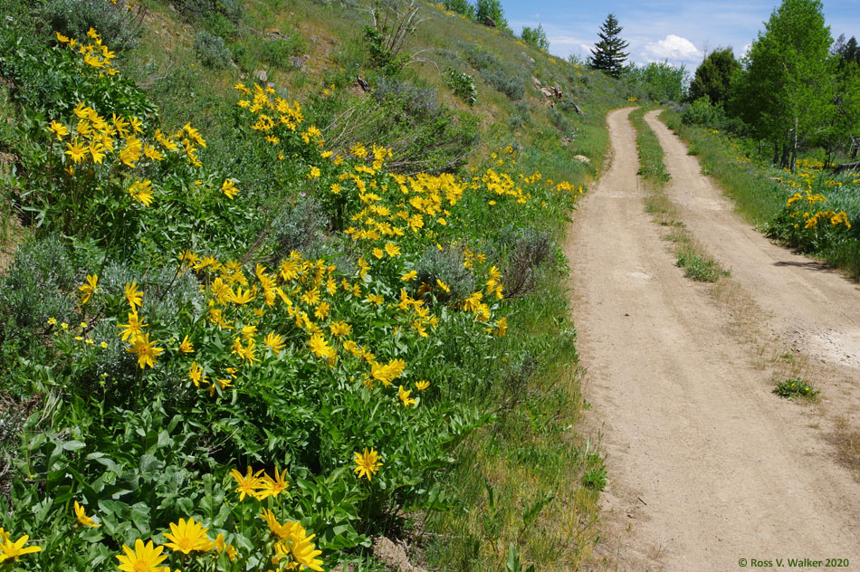 Arrowleaf balsamroot and forest road 445, Emigration Canyon, Idaho