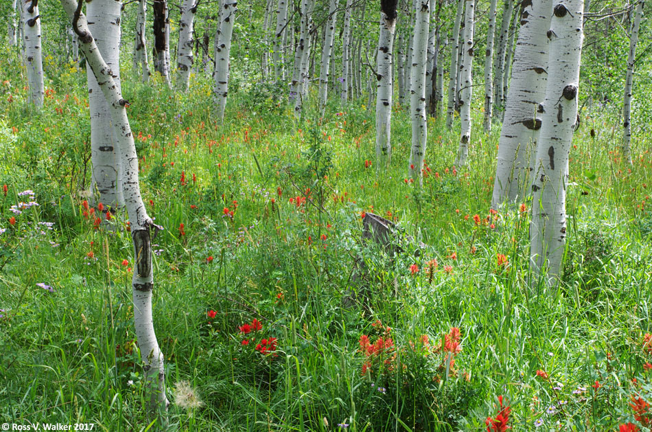 Indian paintbrush growing in an aspen grove, Emigration Canyon, Idaho