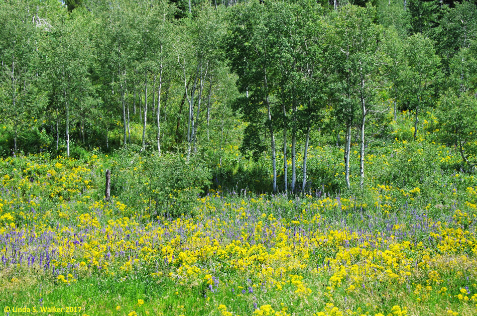 Wildflowers and aspens, Emigration Canyon, Idaho