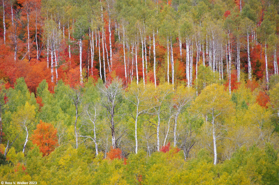 Mixed fall color at Williams Canyon, Idaho