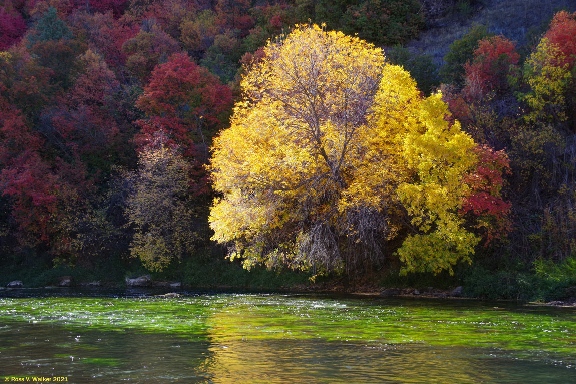 Sunlit maple tree, Oneida Narrows, Idaho