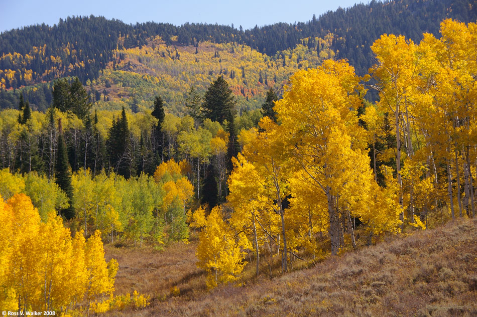 Fall colors above Strawberry Spring, Emigration Canyon, Idaho