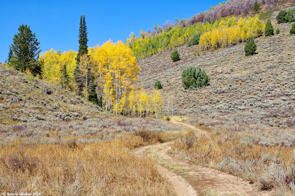 A dirt road goes to an aspen grove from Williams Canyon, Idaho