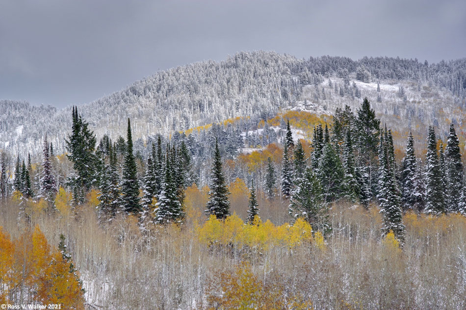 A snowstorm and fall color, Emigration Canyon, Idaho