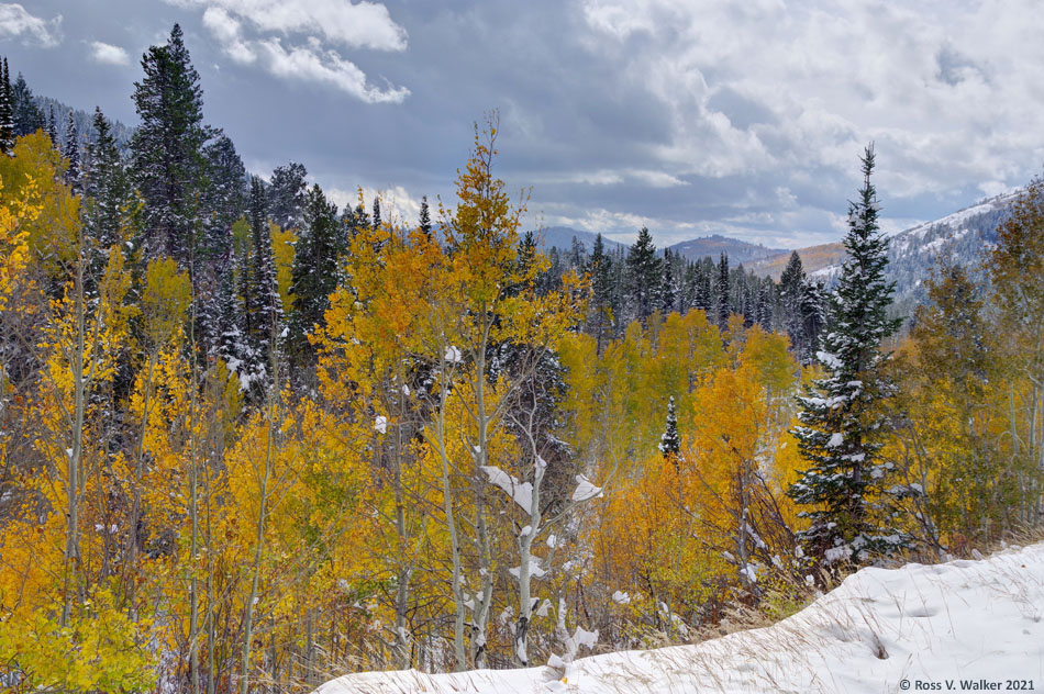 Autumn snow, Emigration Canyon, Idaho