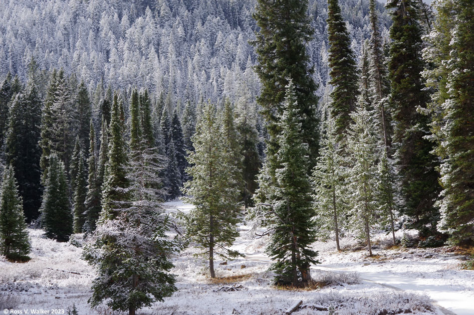 Pines dusted with snow, Emigration Canyon, Idaho