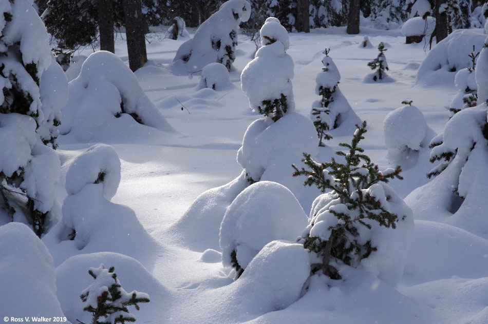 Small spruce trees buried under new snow, Emigration Canyon, Idaho