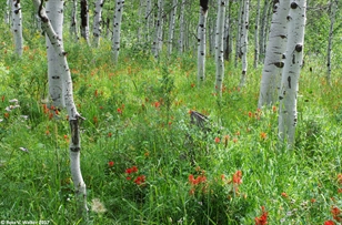 Aspen and paintbrush