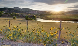 Bear River and sunflowers