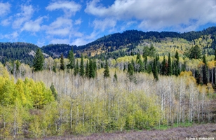 Autumn transition, Emigration Canyon, Idaho