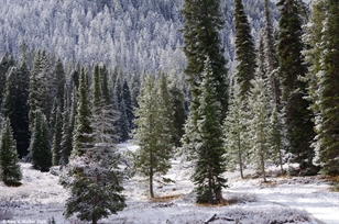 Lodgepole pines