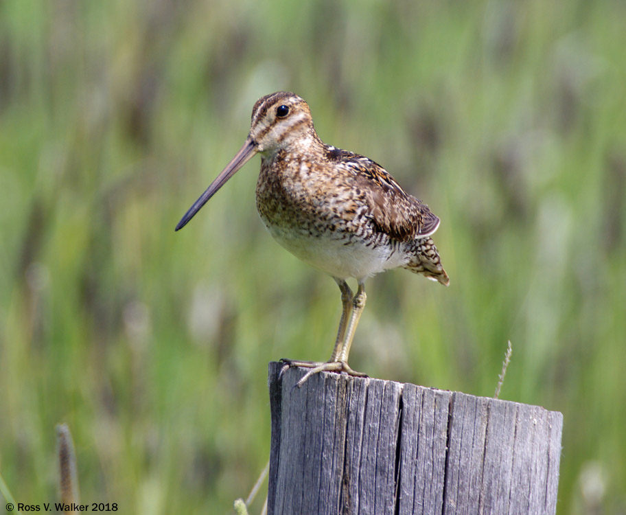 Common snipe on a fence post near Ovid, Idaho