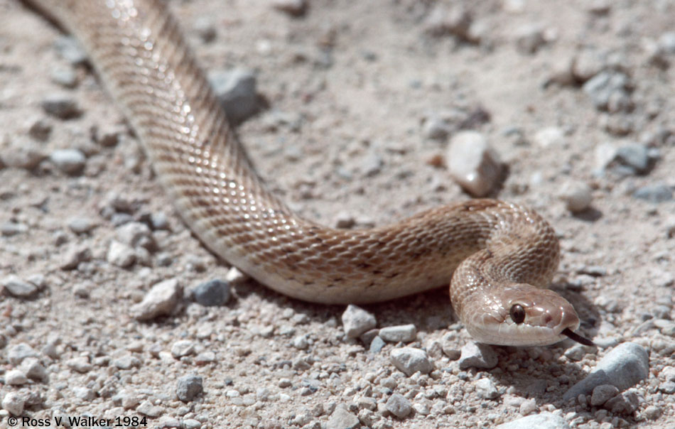 Snakes and tortoises photos from His and Hers Photography, Montpelier ...