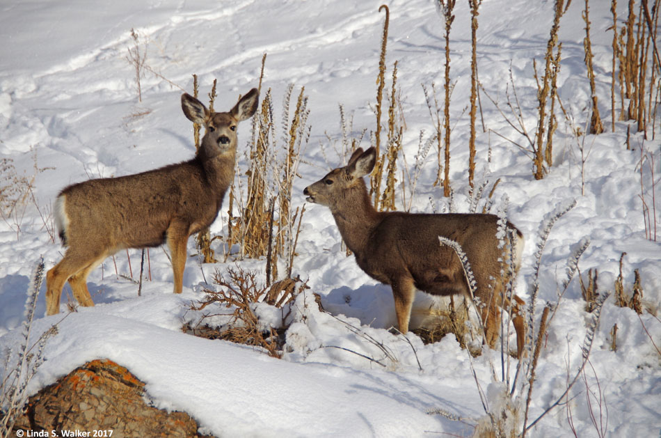 Mule deer fawns in the eastern hills near Bear Lake, Idaho