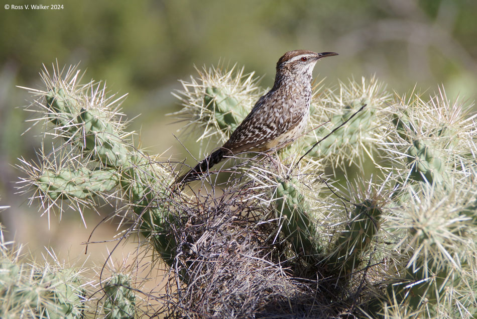 Cactus wren building a nest on staghorn cholla, Tucson Mountain Park, Arizona