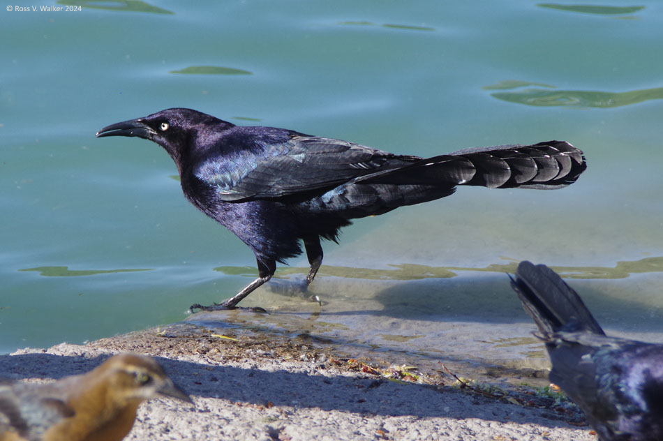 A great-tailed, or Mexican, grackle at Silverbell Lake, Tucson, Arizona