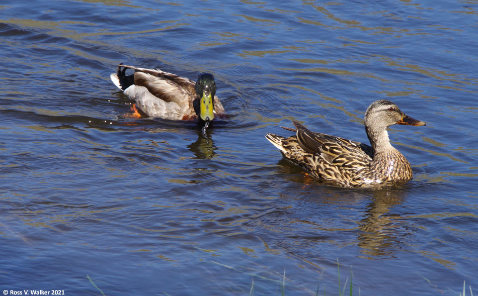 Mallard pair, Madison River, Yellowstone National Park, Wyoming