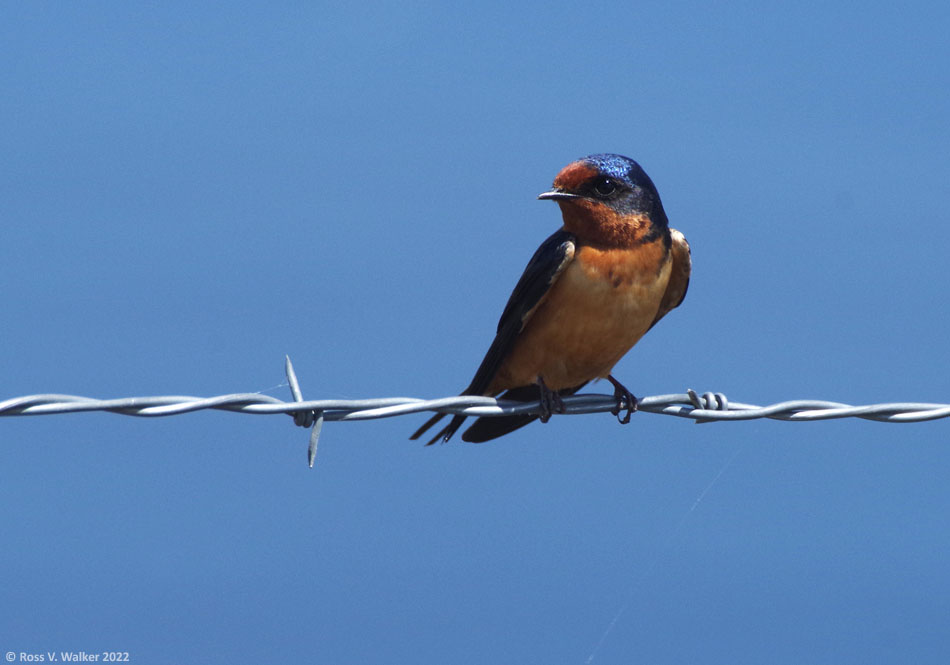 A barn swallow poses on a barbed wire fence near Ovid, Idaho