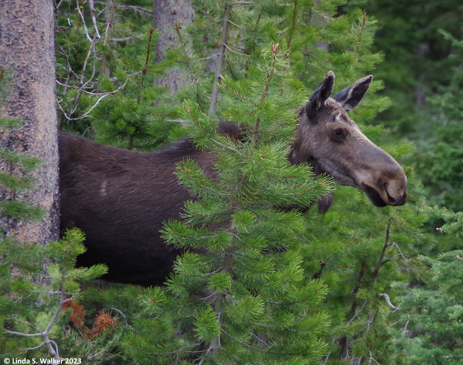 Cow moose, Emigration Canyon, Idaho