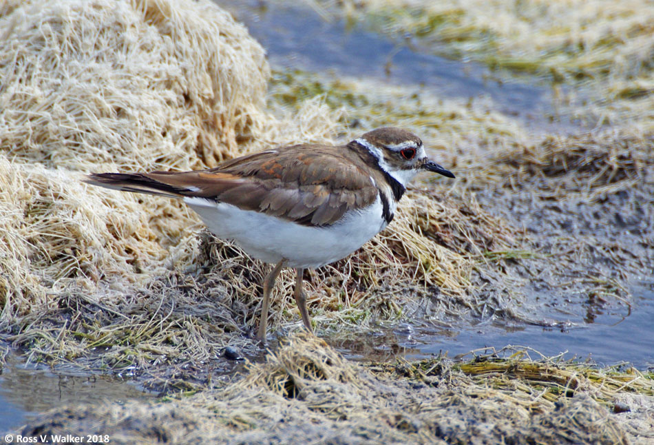 Killdeer in a marsh near Montpelier, Idaho