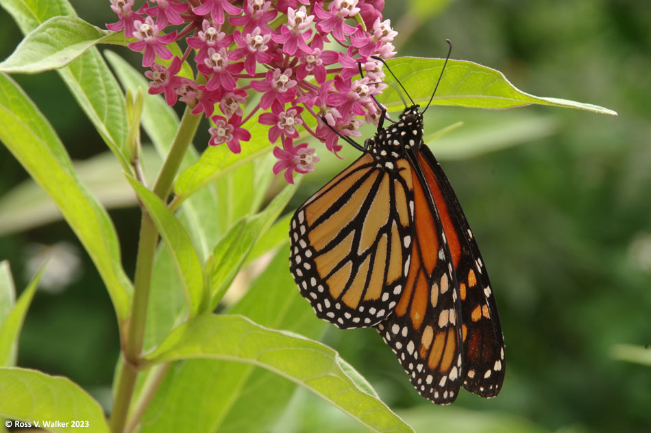 Monarch butterfly at The Butterfly Haven, Pingree, Idaho