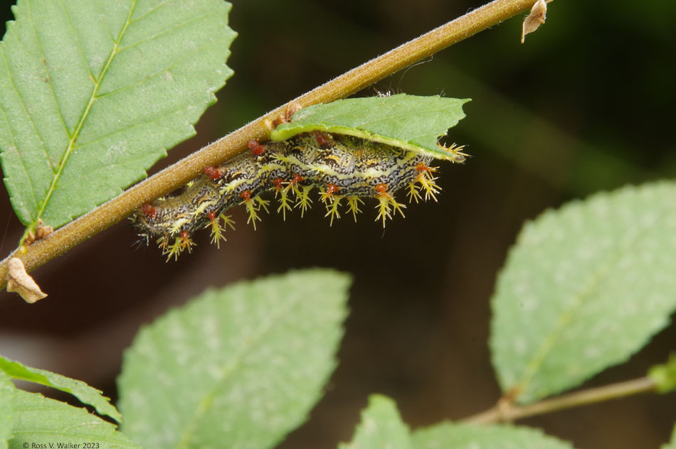 Question Mark caterpillar at The Butterfly Haven, Pingree, Idaho