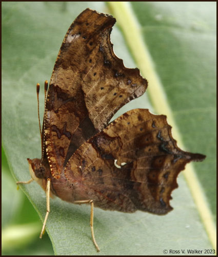 Question Mark butterfly