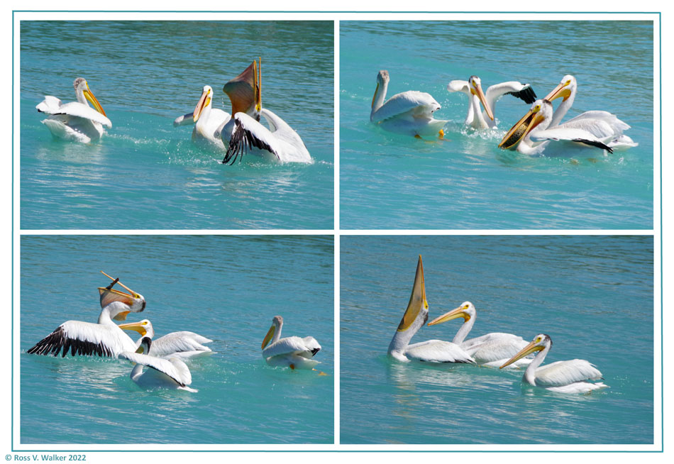 A pelican catching and swallowing a big carp at Camp Lifton, Idaho