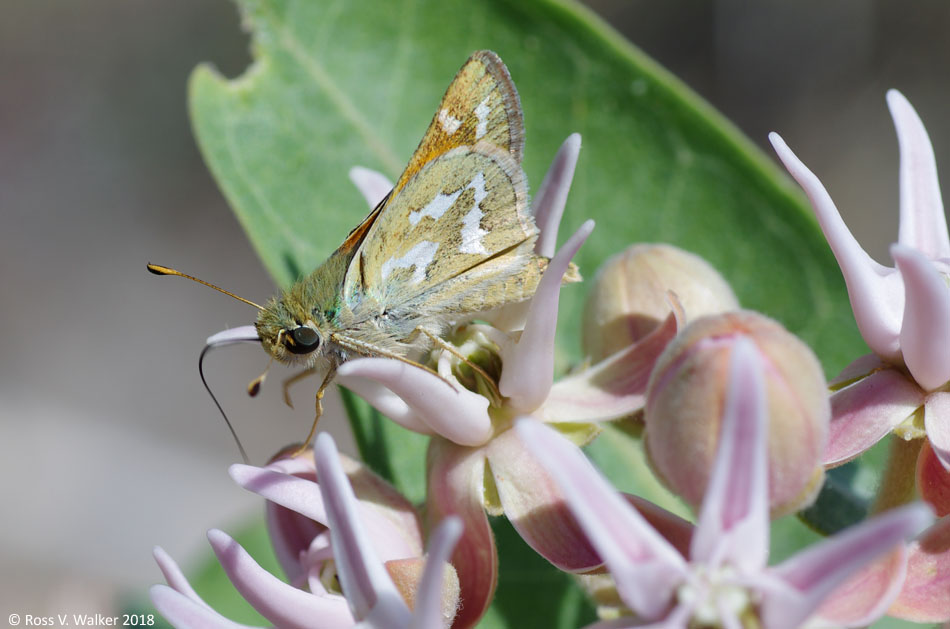 Western Branded Skipper butterfly, Bear Lake State Park, Idaho