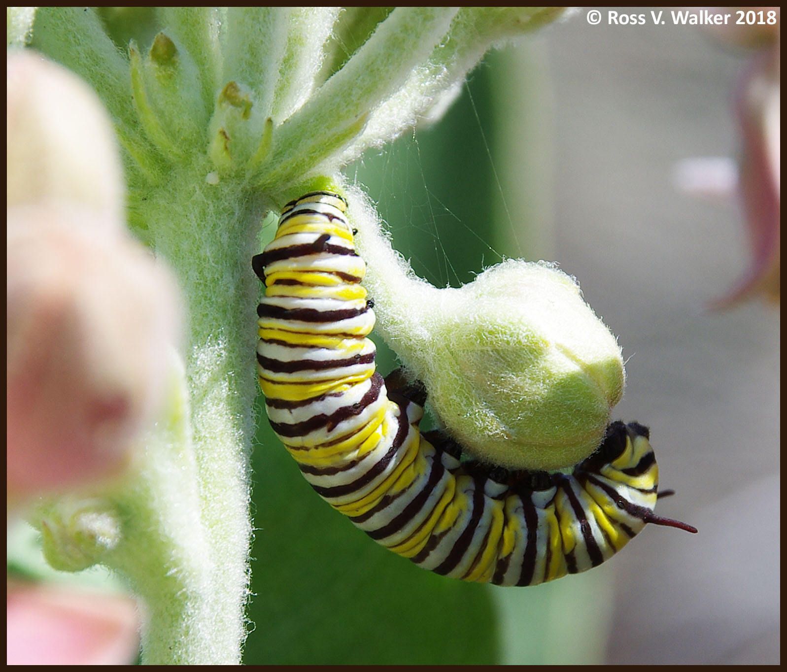 Monarch caterpillar at Bear Lake State Park, Idaho